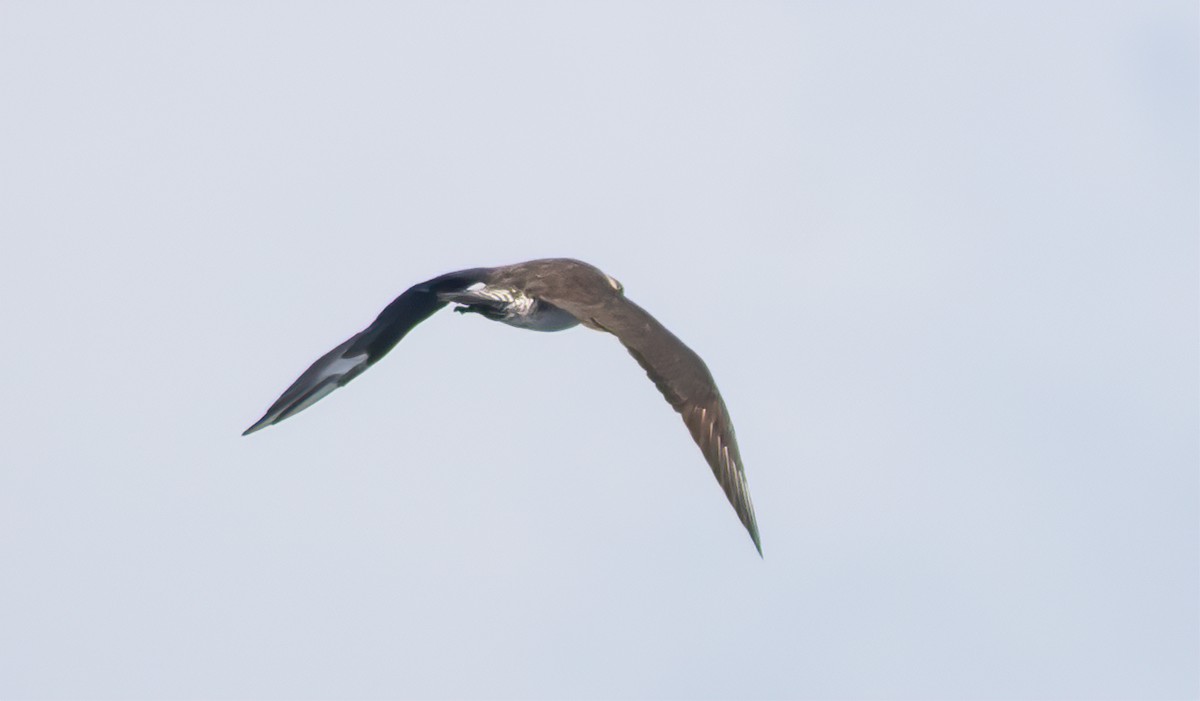 Pomarine Jaeger - Jay Gilliam