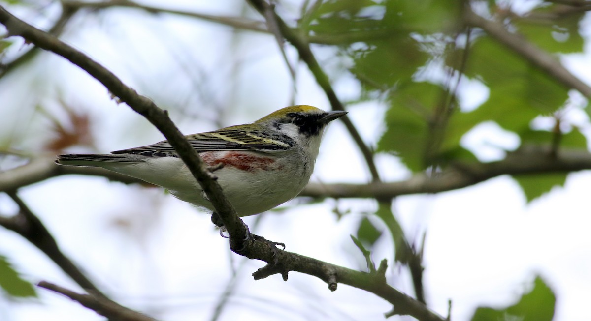 Chestnut-sided Warbler - Jay McGowan