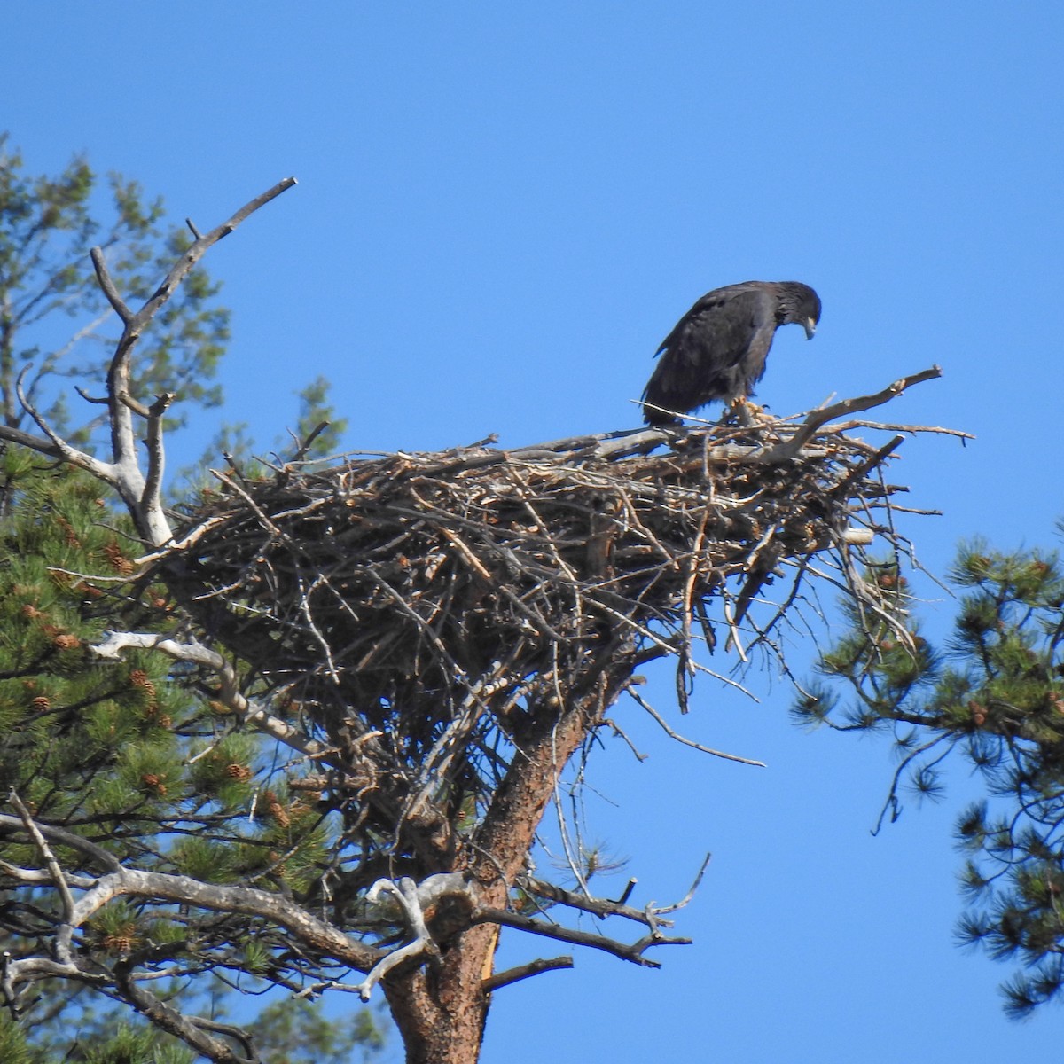 Bald Eagle - ML433538491