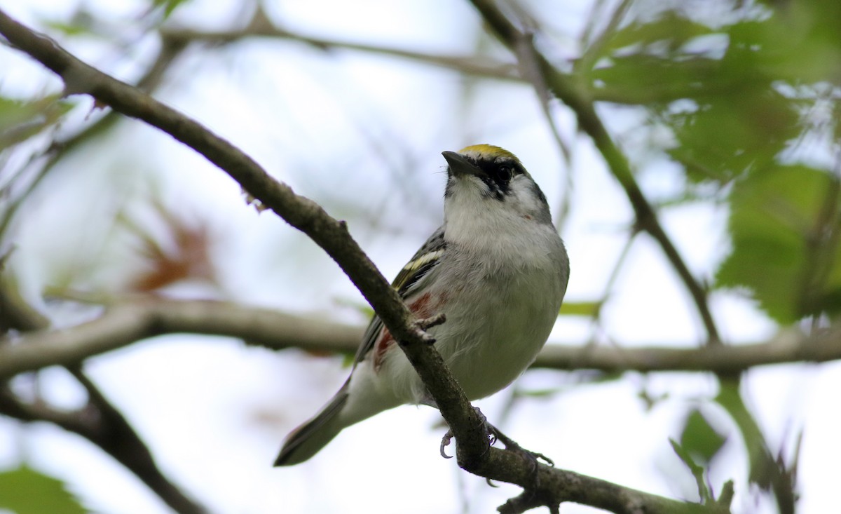 Chestnut-sided Warbler - ML43353851