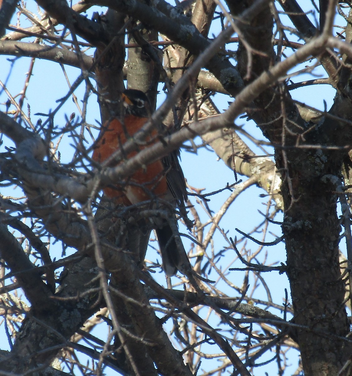 American Robin - ML433538541