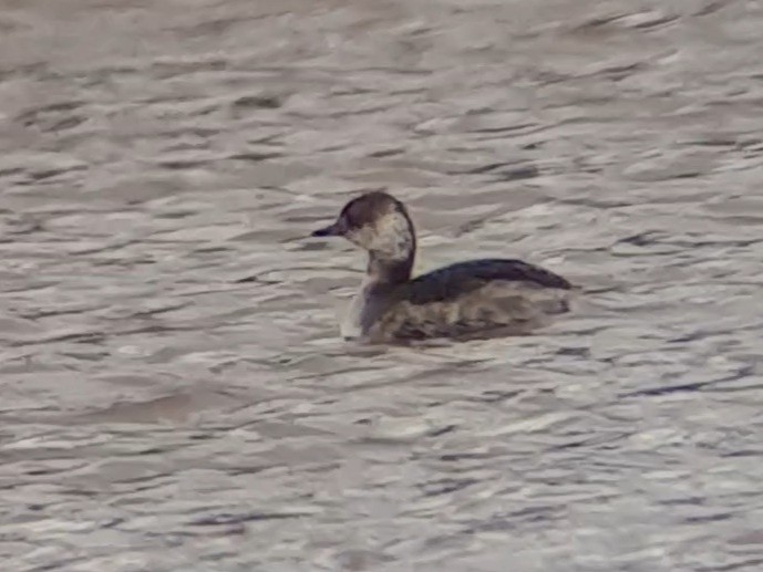 טבלן לבן-לחיים - ML433539581