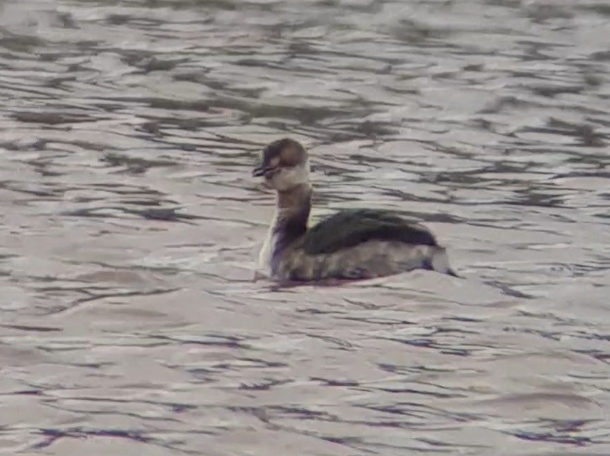 טבלן לבן-לחיים - ML433539591