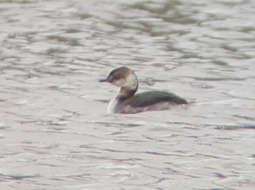 טבלן לבן-לחיים - ML433539601