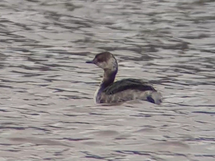 טבלן לבן-לחיים - ML433539611