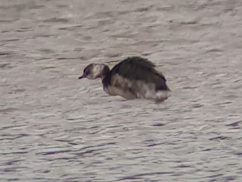 טבלן לבן-לחיים - ML433540071