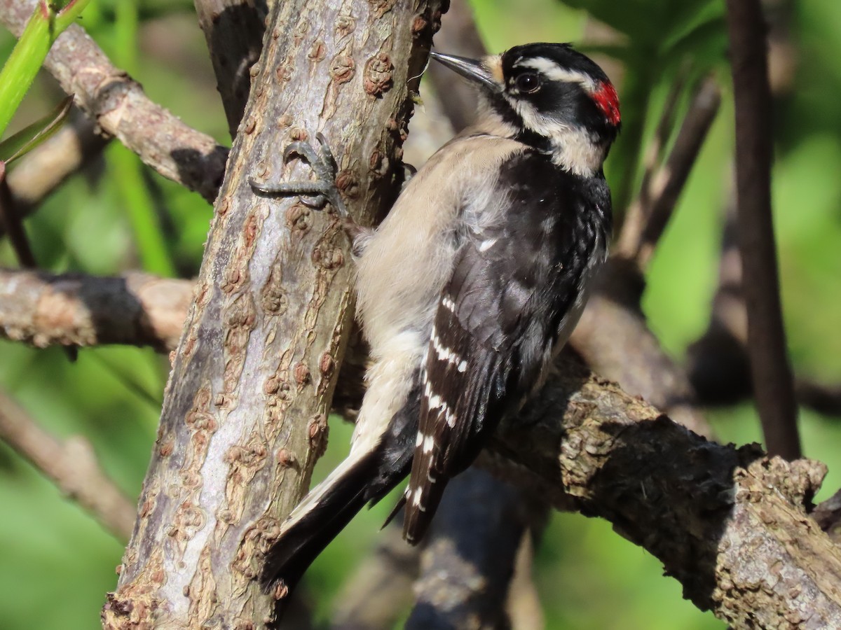 Downy Woodpecker - ML433543961