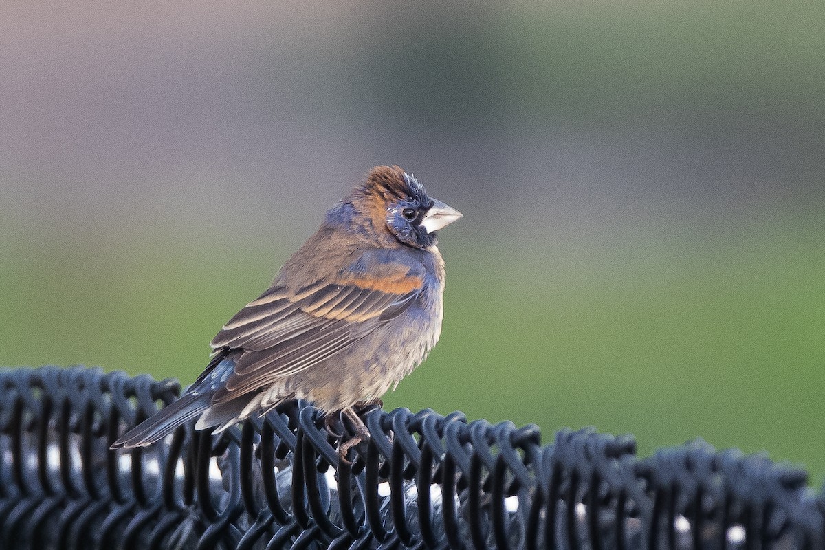 Blue Grosbeak - Adam Cunningham