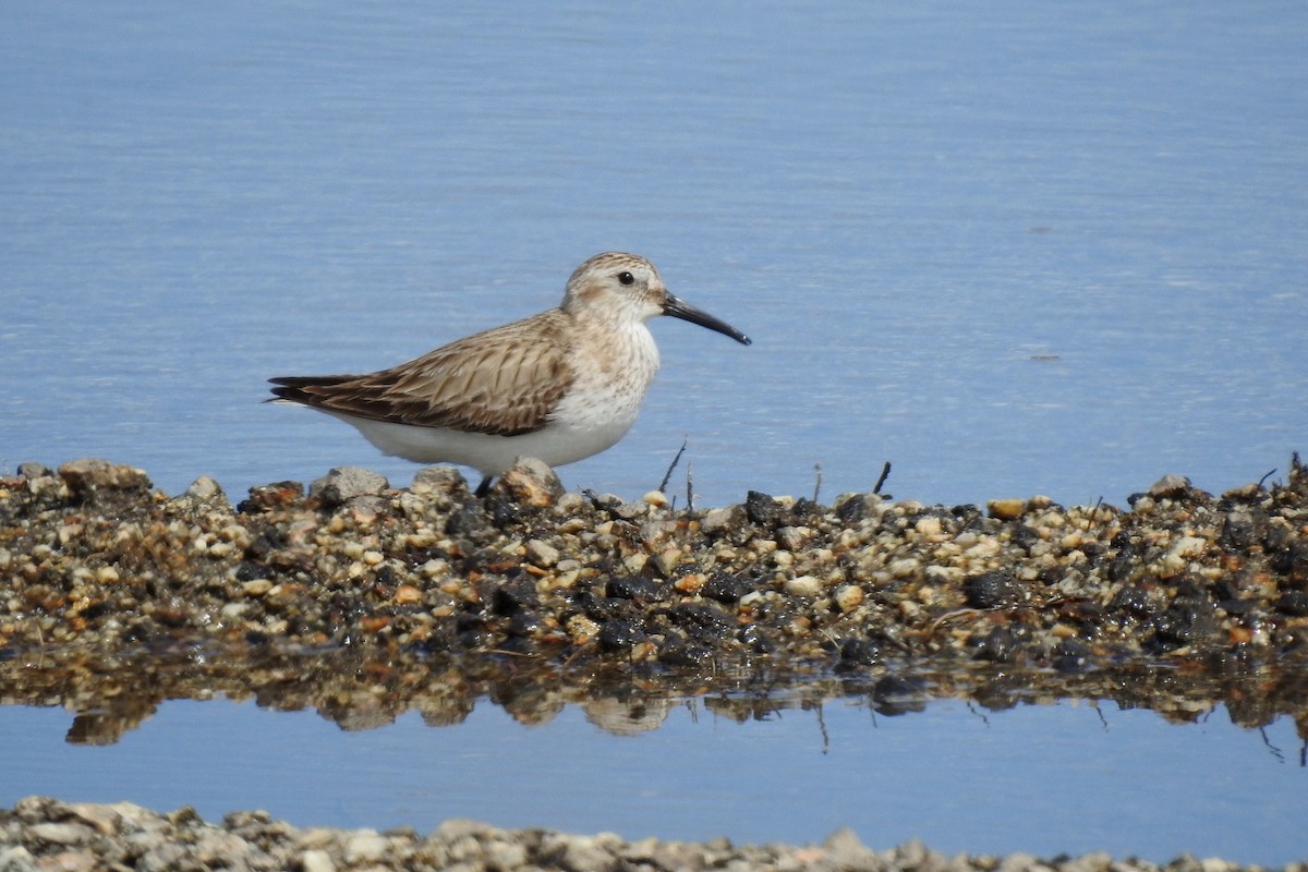 Dunlin - ML433544241