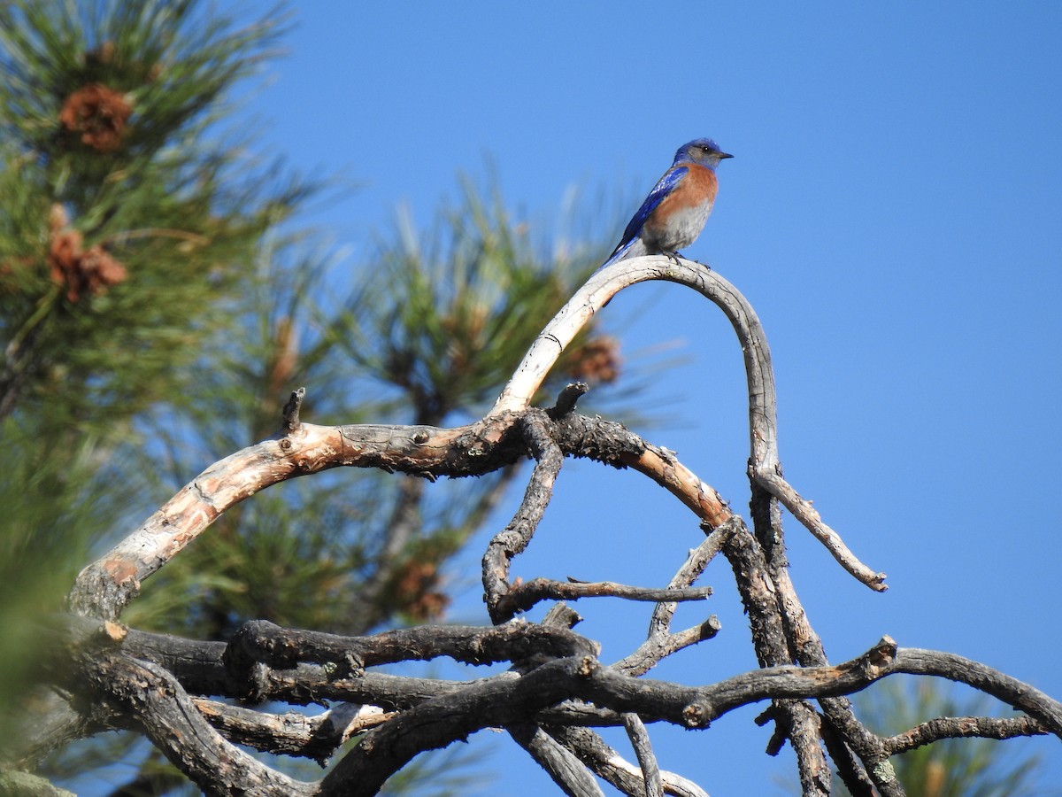 Western Bluebird - ML433545221