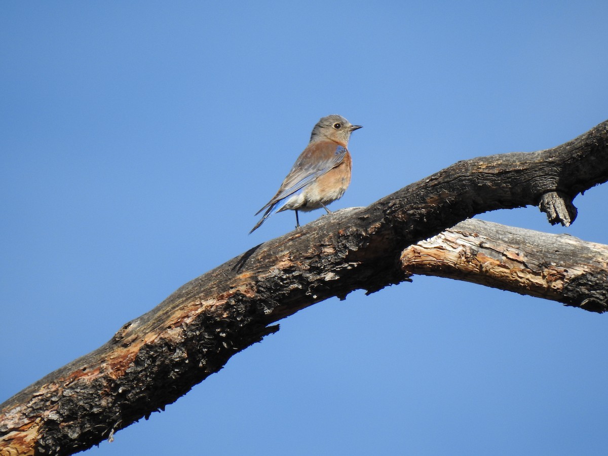 Western Bluebird - ML433545261