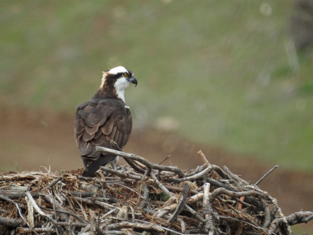 Águila Pescadora - ML433545531