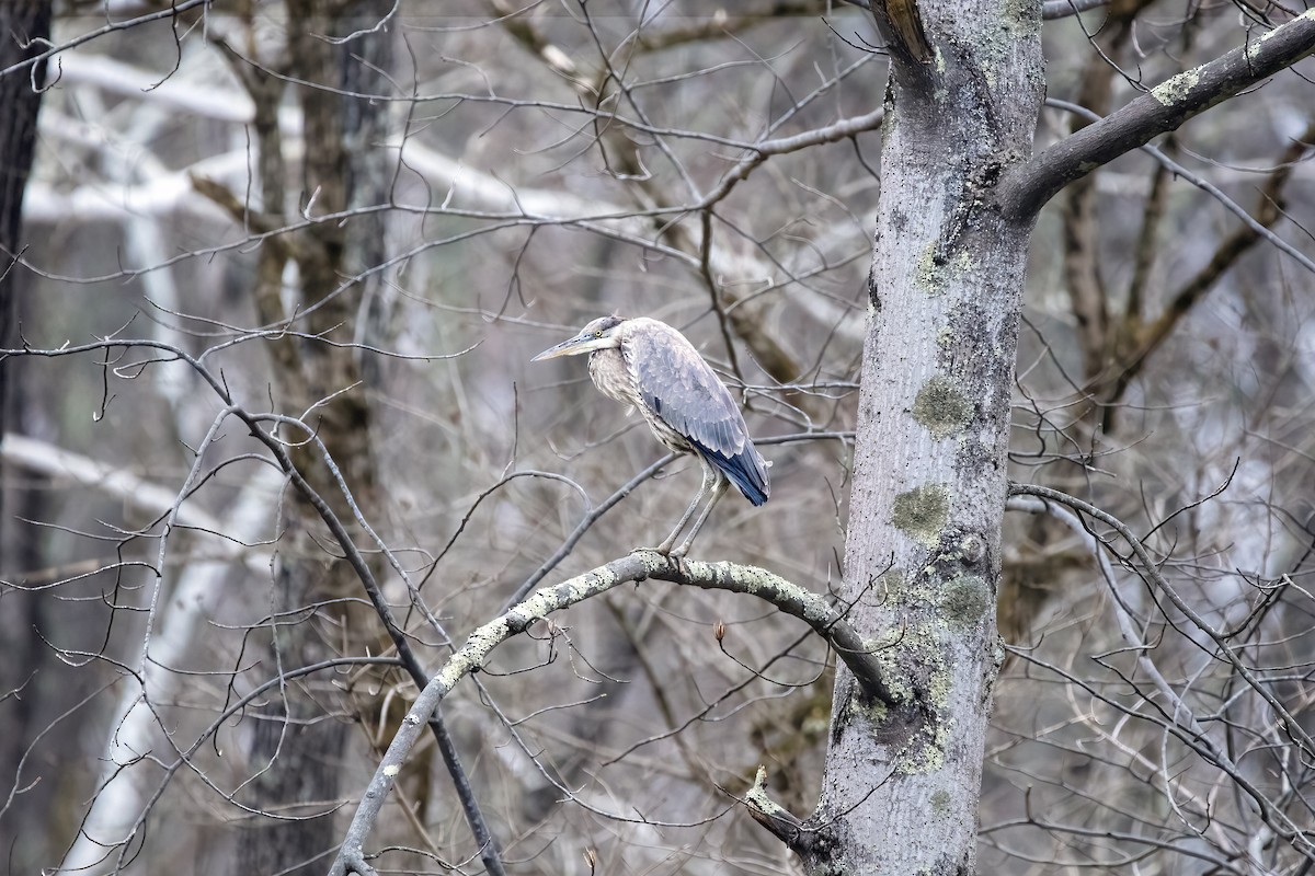 Great Blue Heron - ML433545621