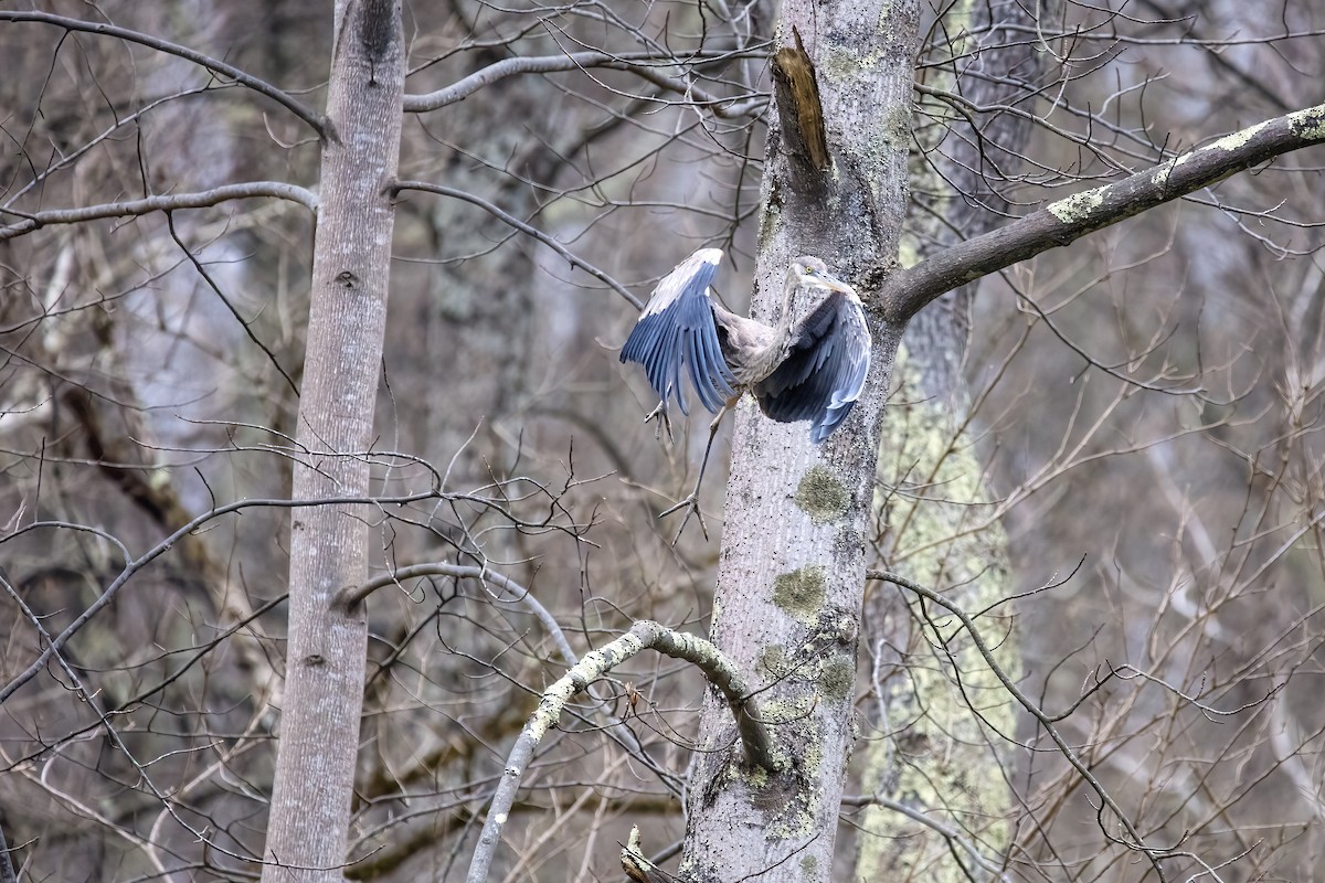 Great Blue Heron - ML433545681