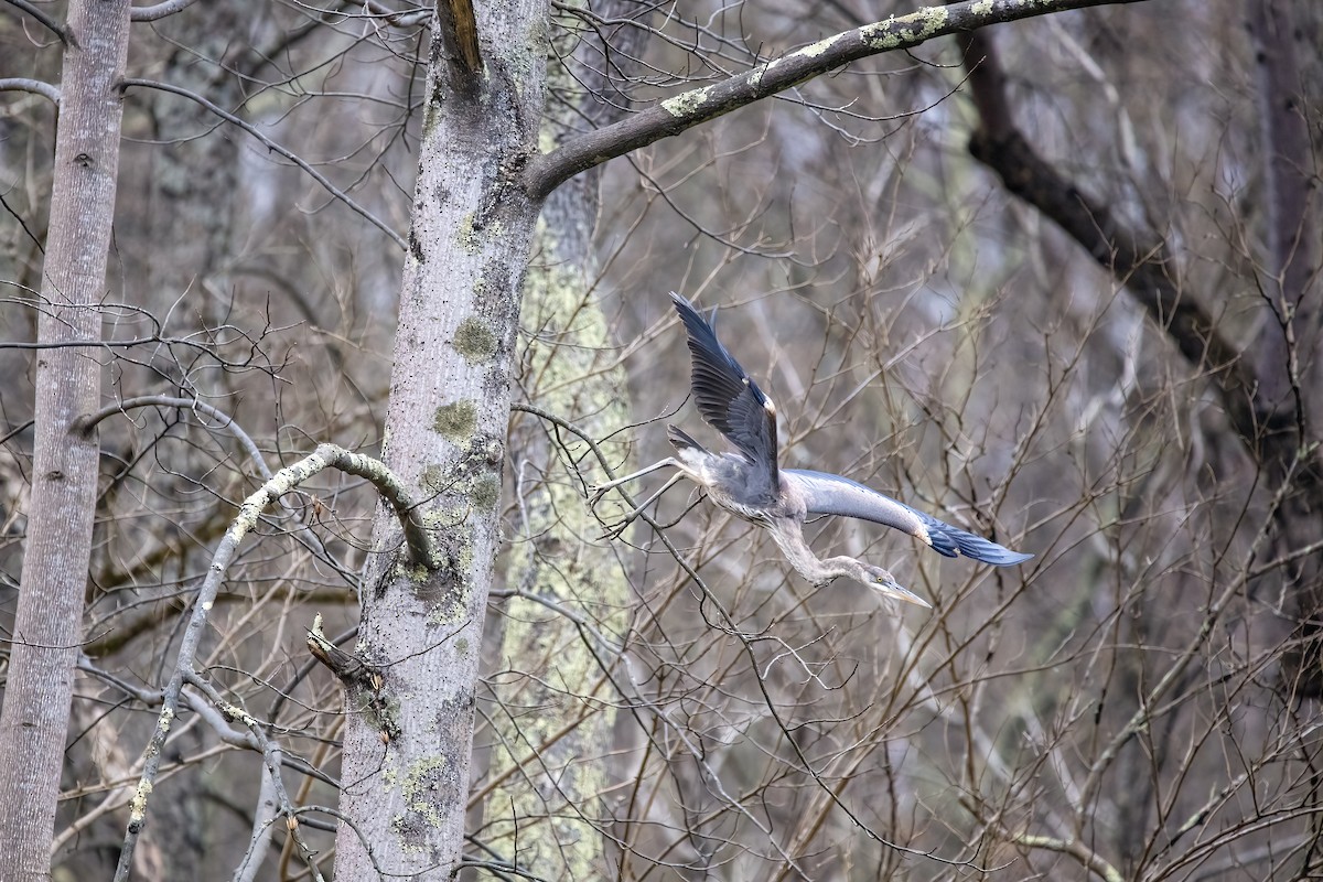 Great Blue Heron - ML433545701