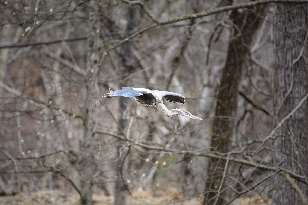 Great Blue Heron - ML433545751