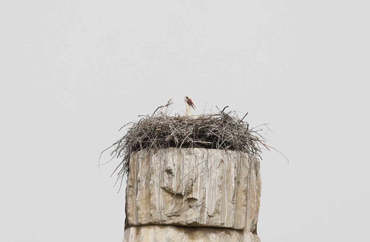White Stork - John Bruin
