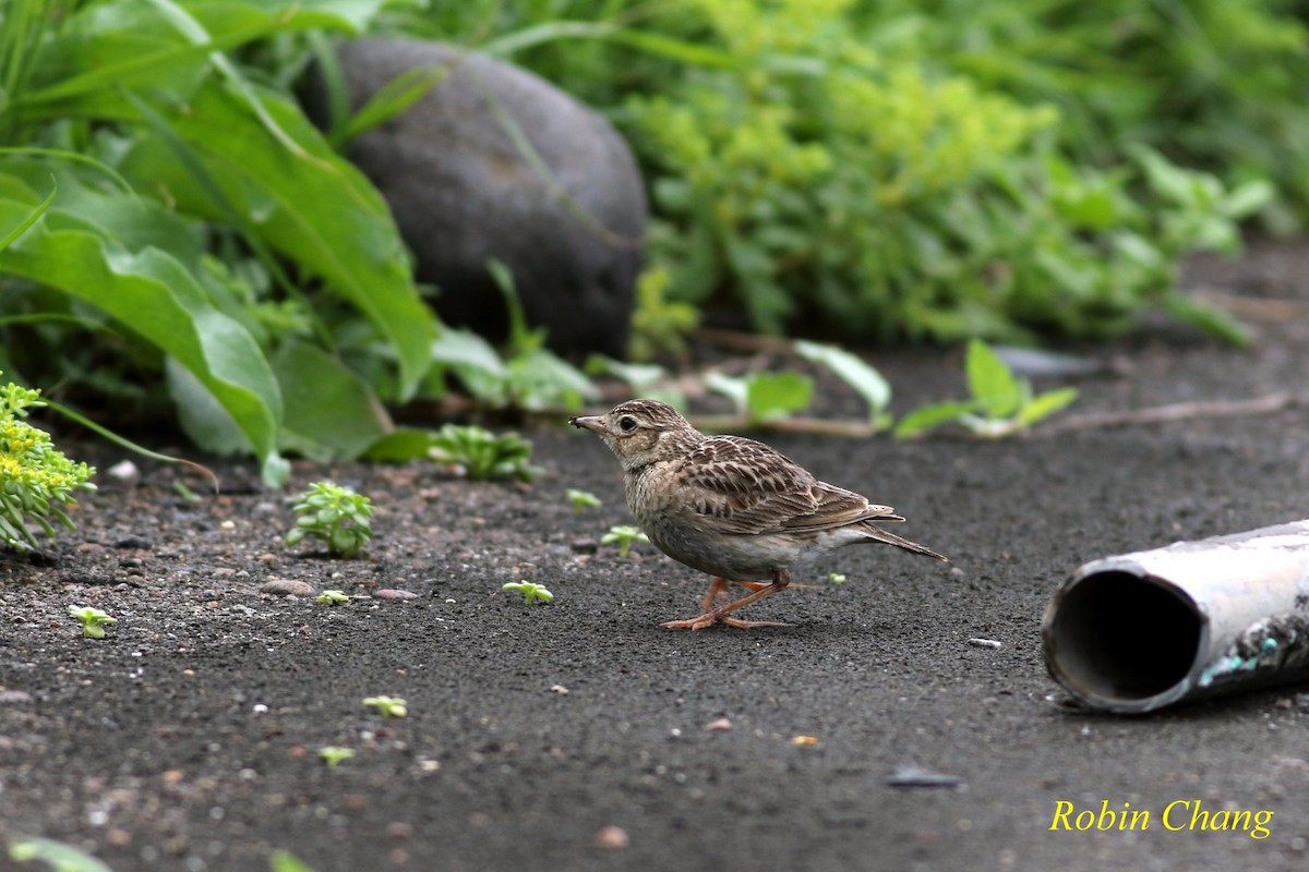 Oriental Skylark - ML43354721