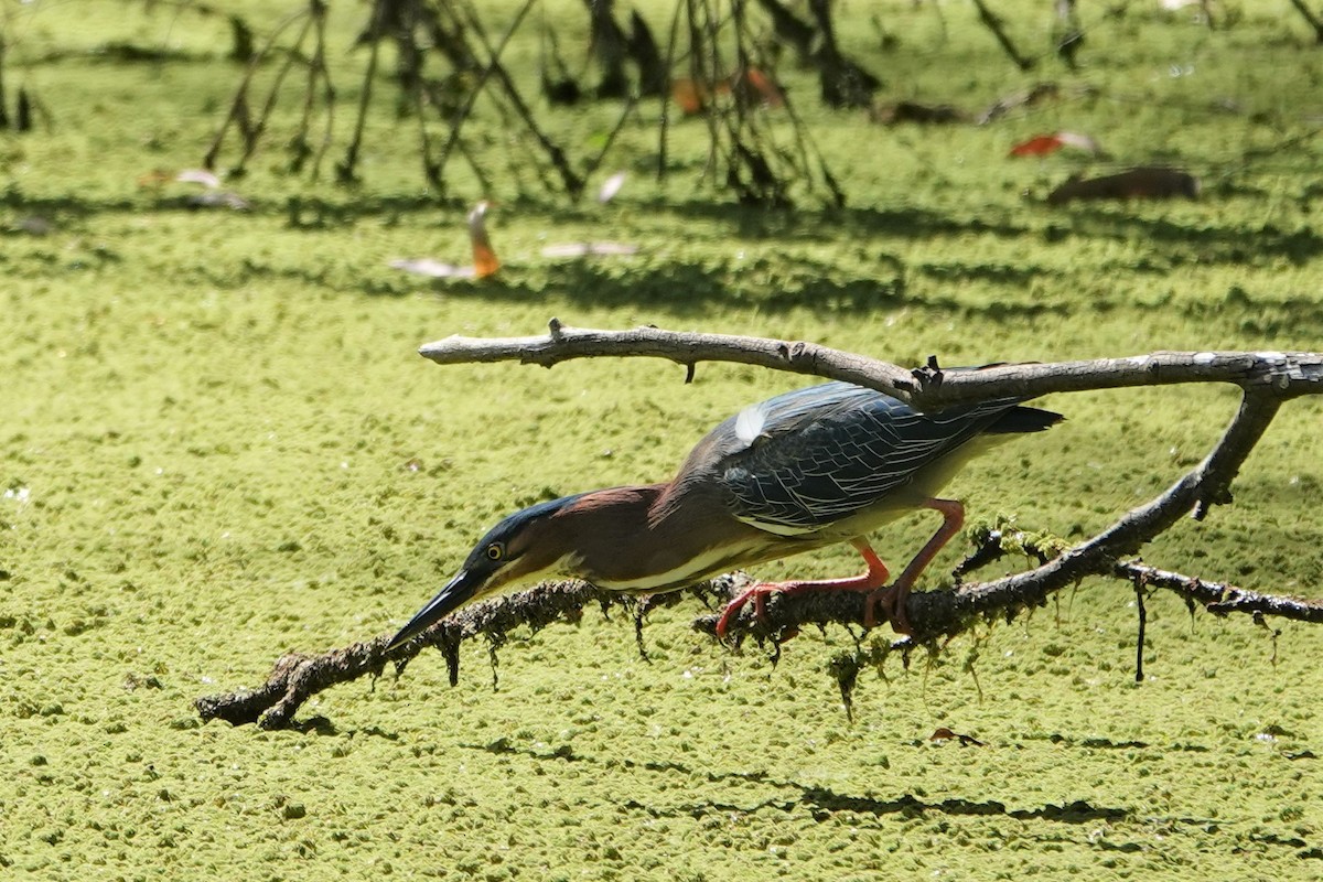 Green Heron - ML433548261