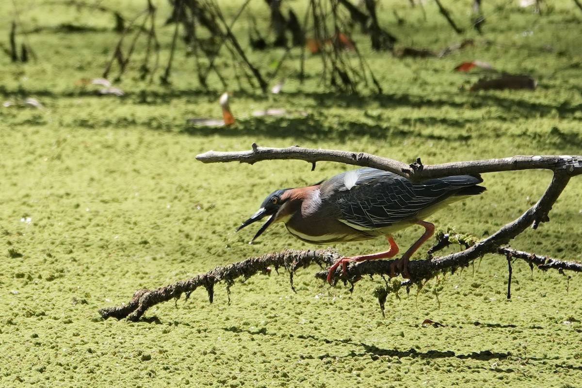 Green Heron - ML433548291