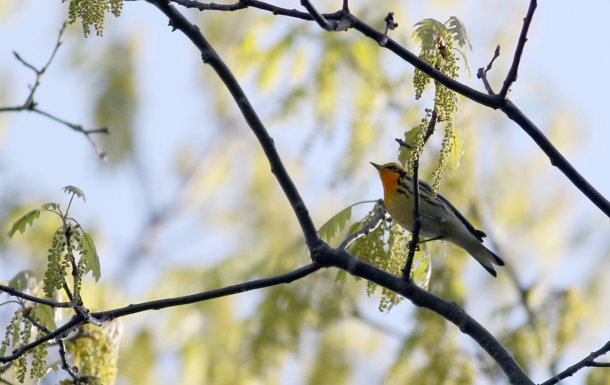 Blackburnian Warbler - ML43354841