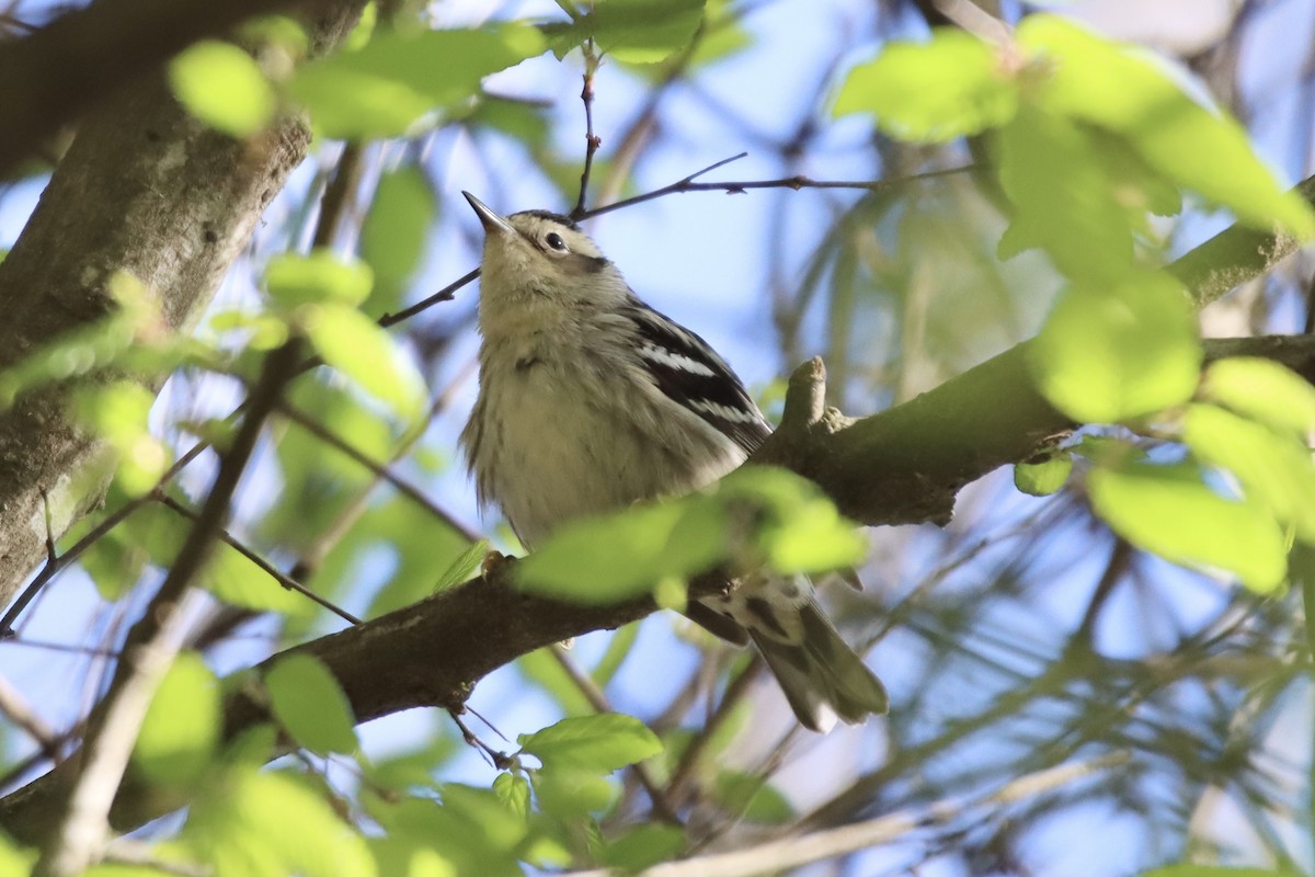 Black-and-white Warbler - ML433548721