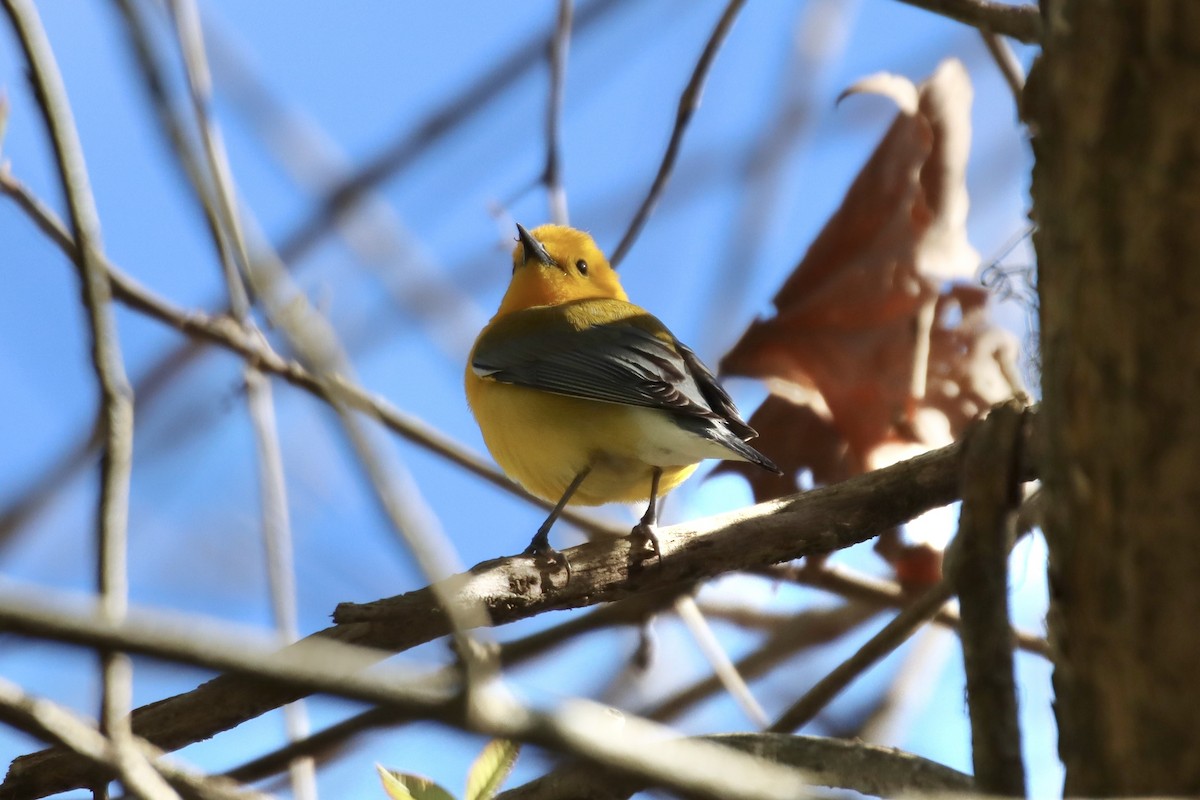 Prothonotary Warbler - ML433548821