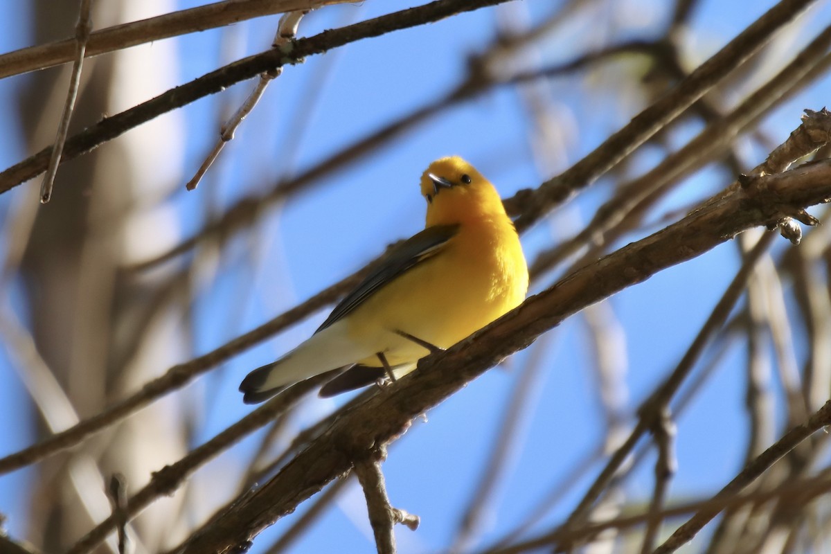 Prothonotary Warbler - Jin Bai