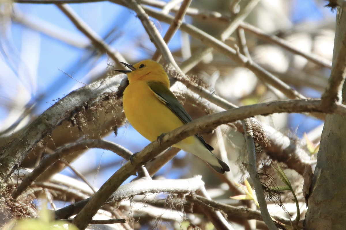 Prothonotary Warbler - ML433548841