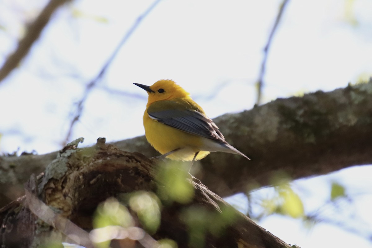 Prothonotary Warbler - ML433548851