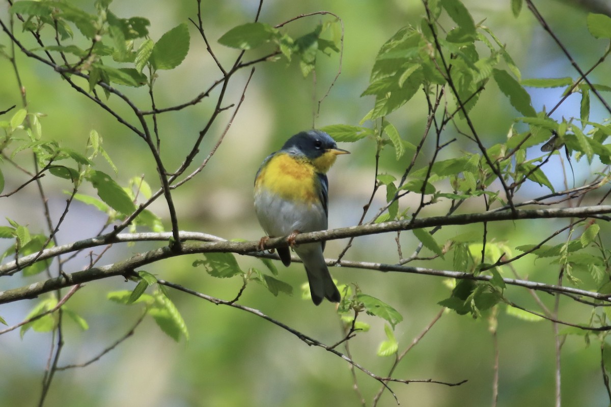 Northern Parula - ML433548941