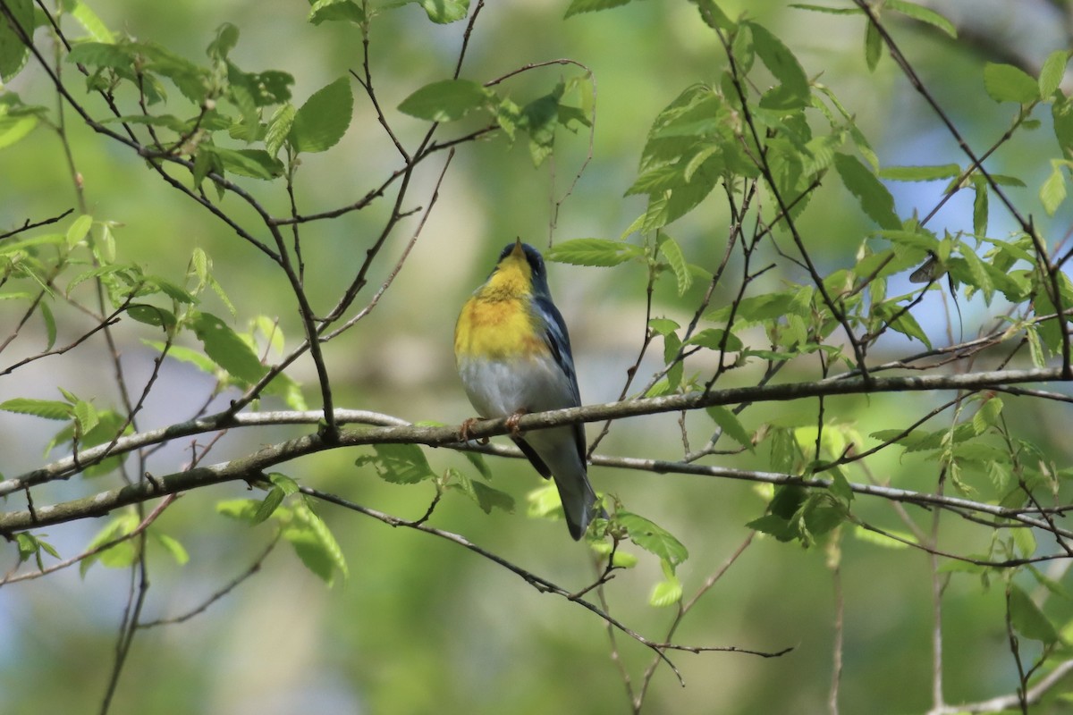 Parula Norteña - ML433548961