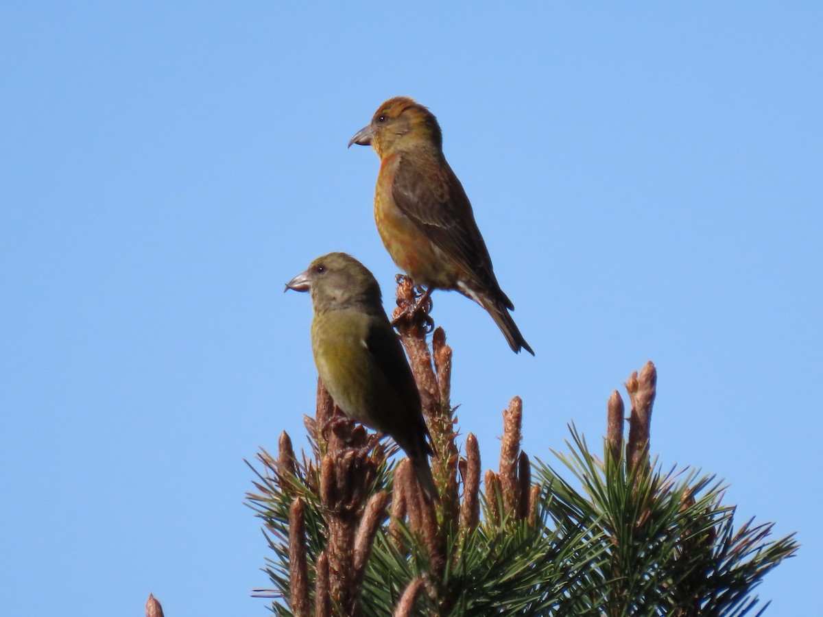 Mokoker arrunta - ML433549681