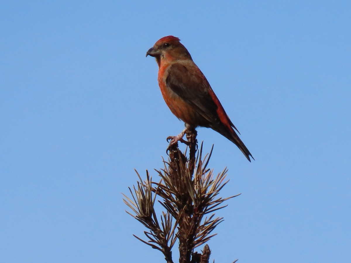 Mokoker arrunta - ML433549691