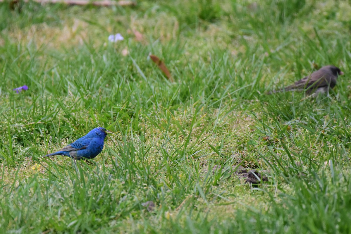 Indigo Bunting - Brenton Mundt