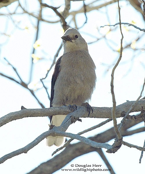 Clark's Nutcracker - ML43355021