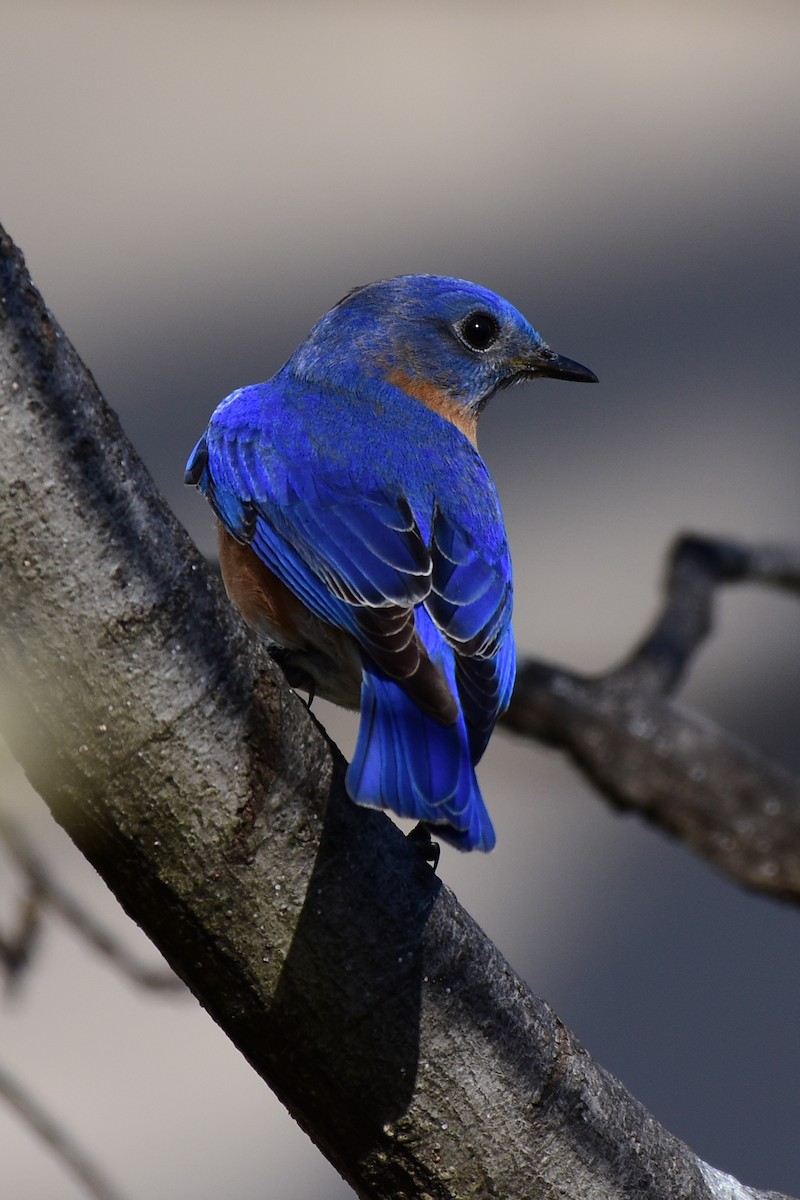 Eastern Bluebird - Brenton Mundt