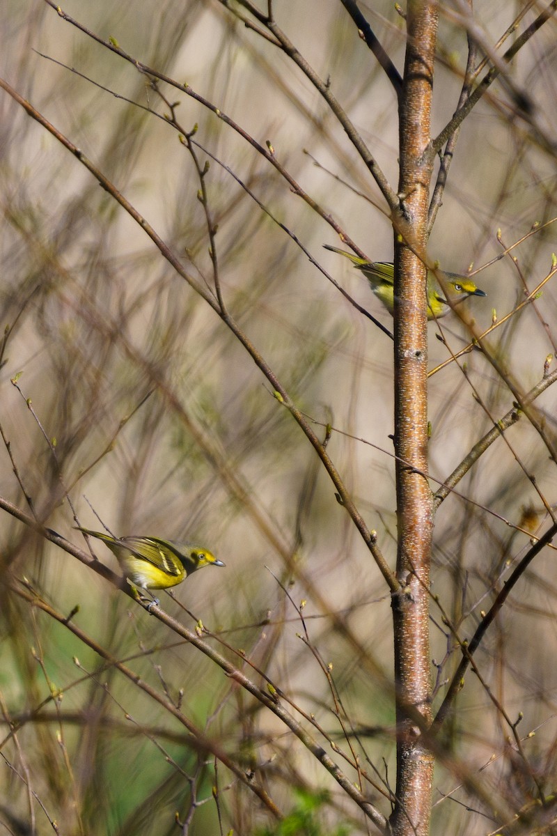 Vireo Ojiblanco - ML433551311