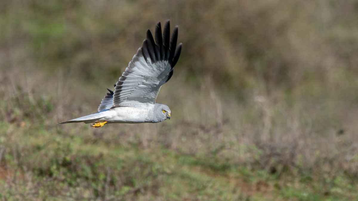 Hen Harrier - Arda Dönerkayalı