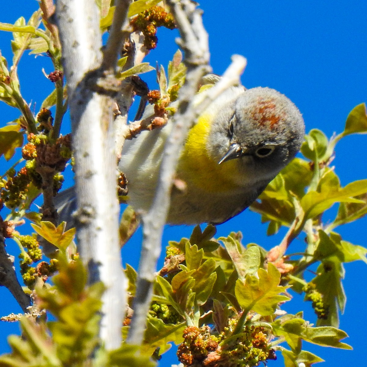 Virginia's Warbler - ML433552251