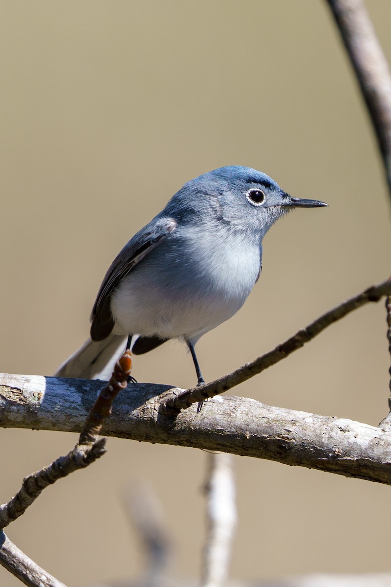 Blue-gray Gnatcatcher - Laura  E