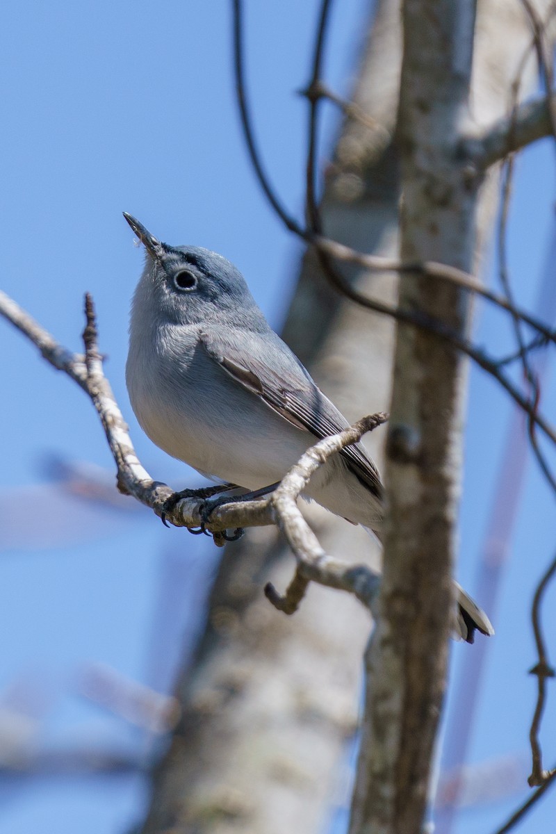 Blue-gray Gnatcatcher - Laura  E