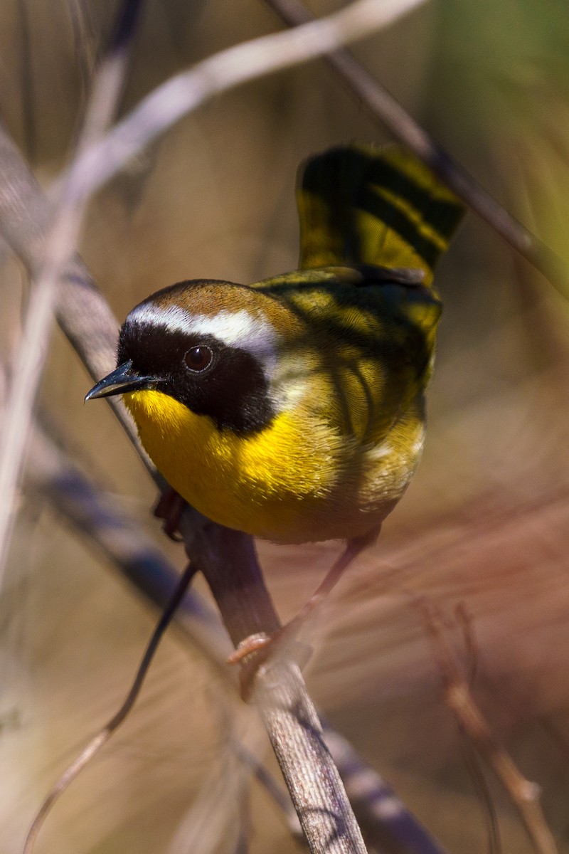 Common Yellowthroat - ML433552711