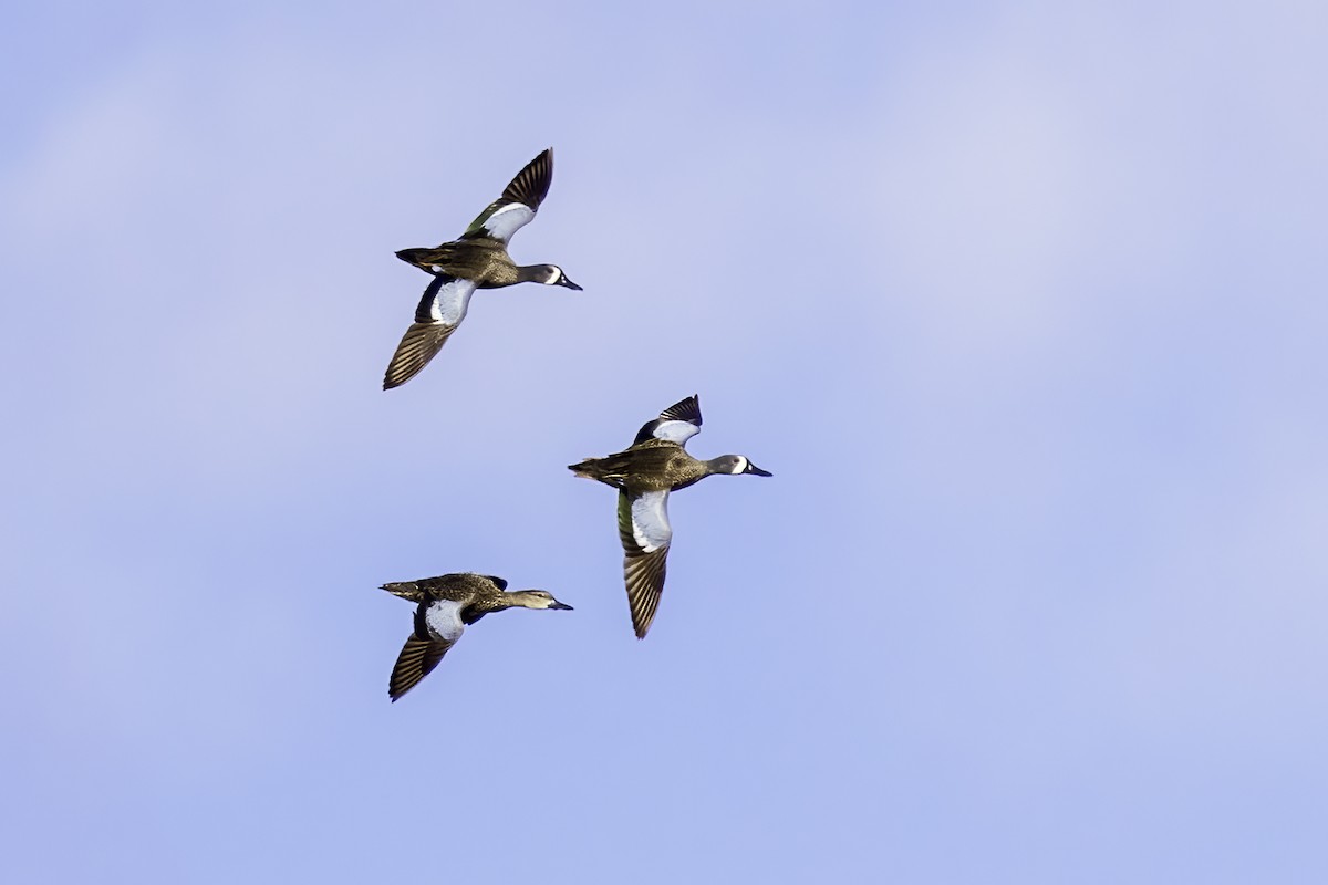 Blue-winged Teal - ML433552921