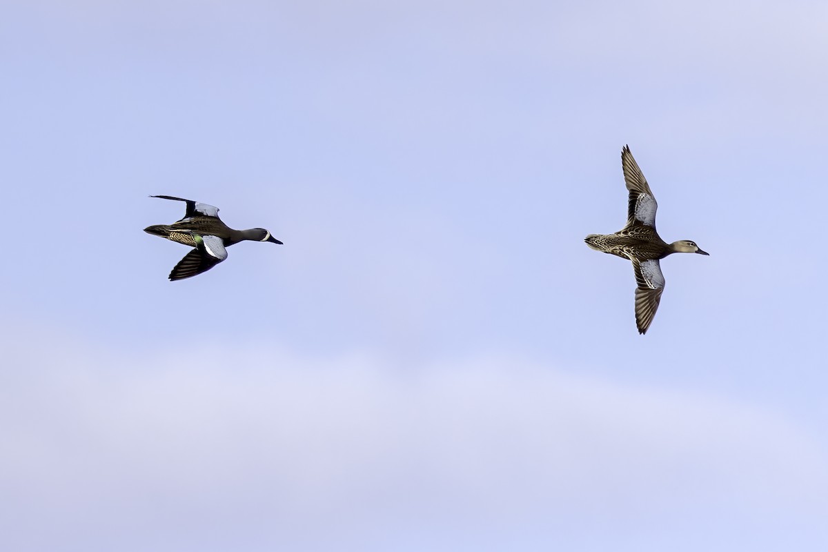 Blue-winged Teal - ML433553071