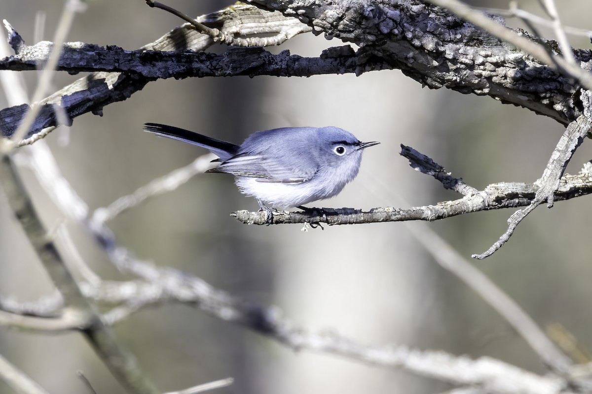 Blue-gray Gnatcatcher - ML433553171