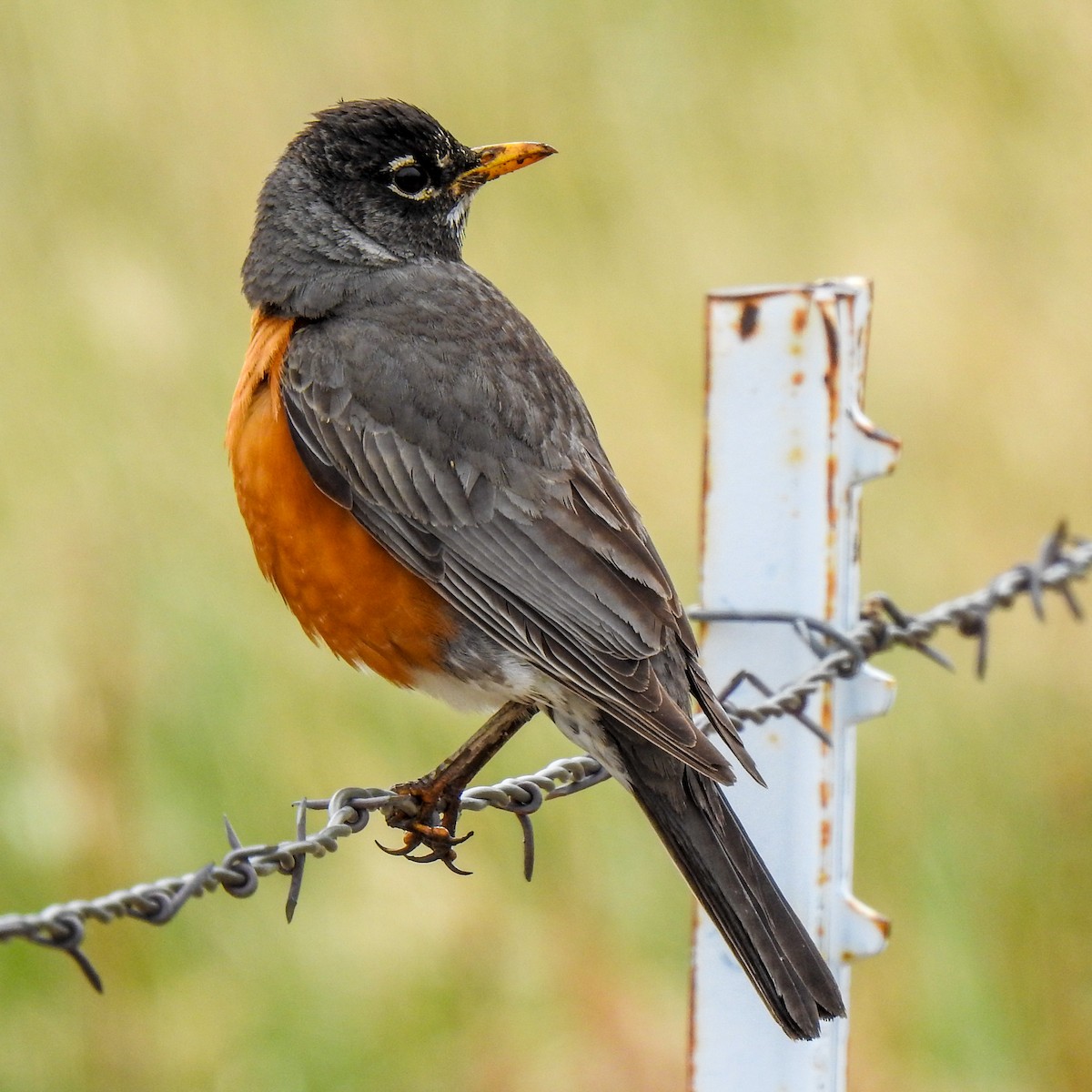 American Robin - ML433553451