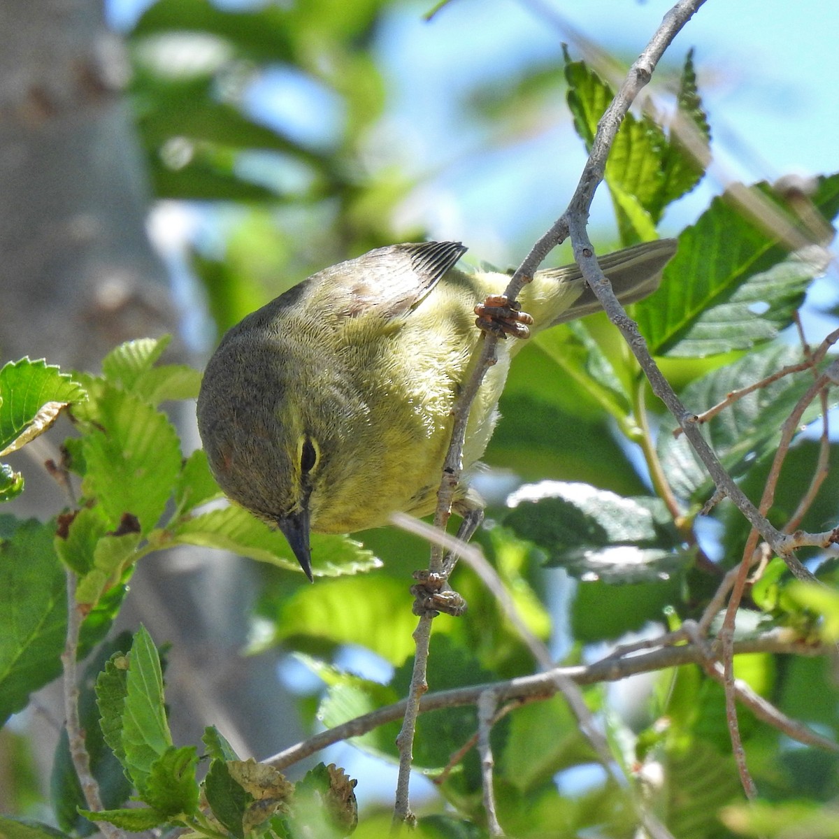 Orange-crowned Warbler - ML433555121