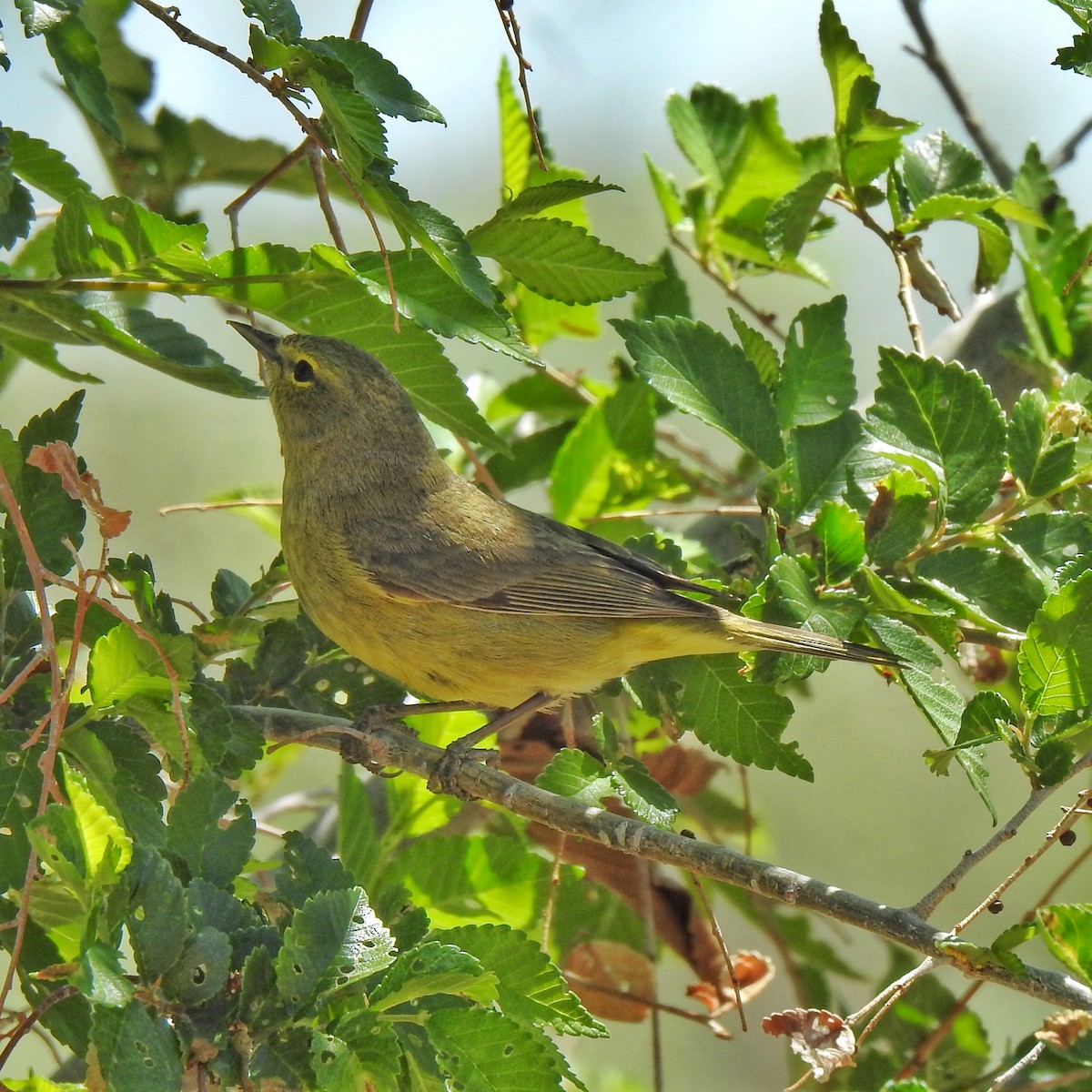 Orange-crowned Warbler - ML433555181