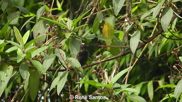 Flame-crested Tanager - ML433555441